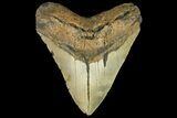 Fossil Megalodon Tooth - North Carolina #158208-1